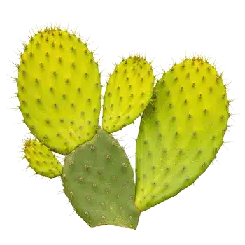 Kaktusfigen (nopal) stamekstrakt 10:1