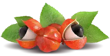 Guarana ekstrakt