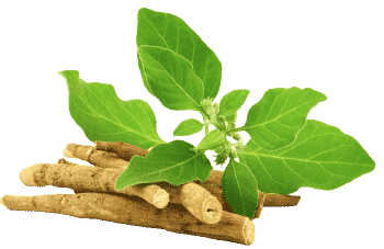 Ashwagandha-ekstrakt