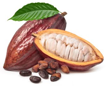 Kakaopulver (Theobroma cacao)