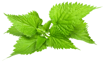 Brændenældebladekstrakt